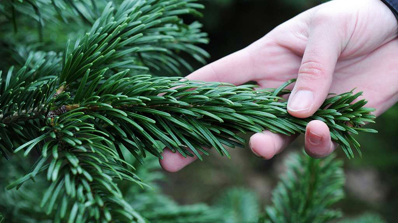 Деньги: Цены на рождественские елки останутся стабильными