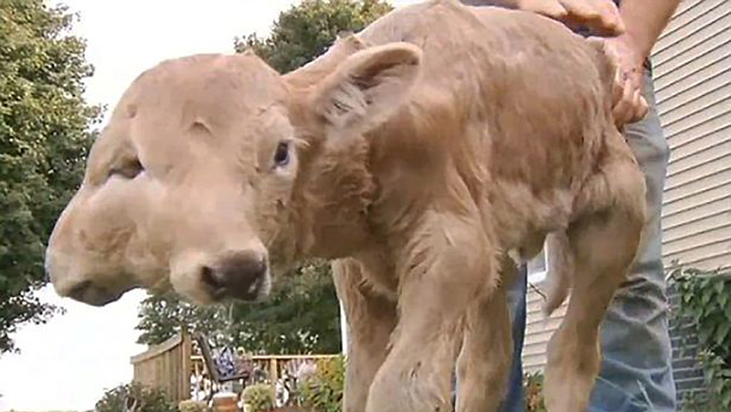 Новости: В Кентукки родился двухголовый теленок (видео)