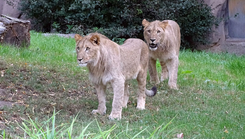 Новости: В лейпцигском зоопарке львы вырвались на волю (обновлено)
