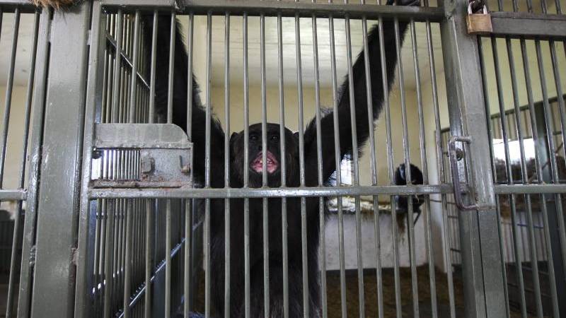 Новости: Защитники животных презентовали базу данных по торговле человекообразными обезьянами