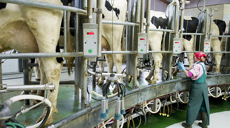 Деньги: Фермеры Бранденбурга станут поставлять меньше молока