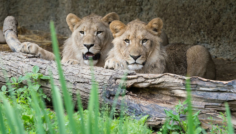 Новости: Как львам удалось сбежать из вольера лейпцигского зоопарка (фото, видео)