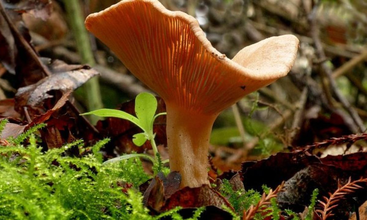 Какие грибы несъедобные (61 фото)