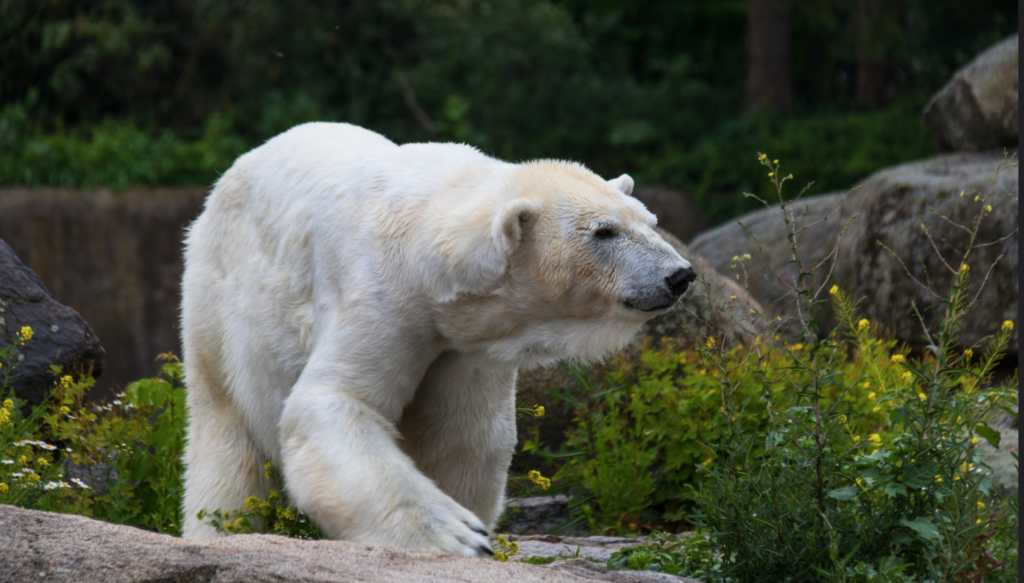 Общество: Сенсация в Берлинском зоопарке: белая медведица Тоня родила двойню