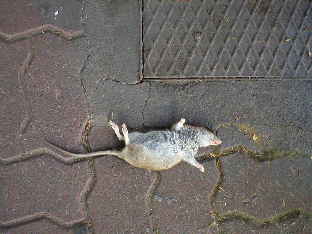 Отовсюду обо всем: Женщина обнаружила мертвую крысу, зашитую в платье от Zara