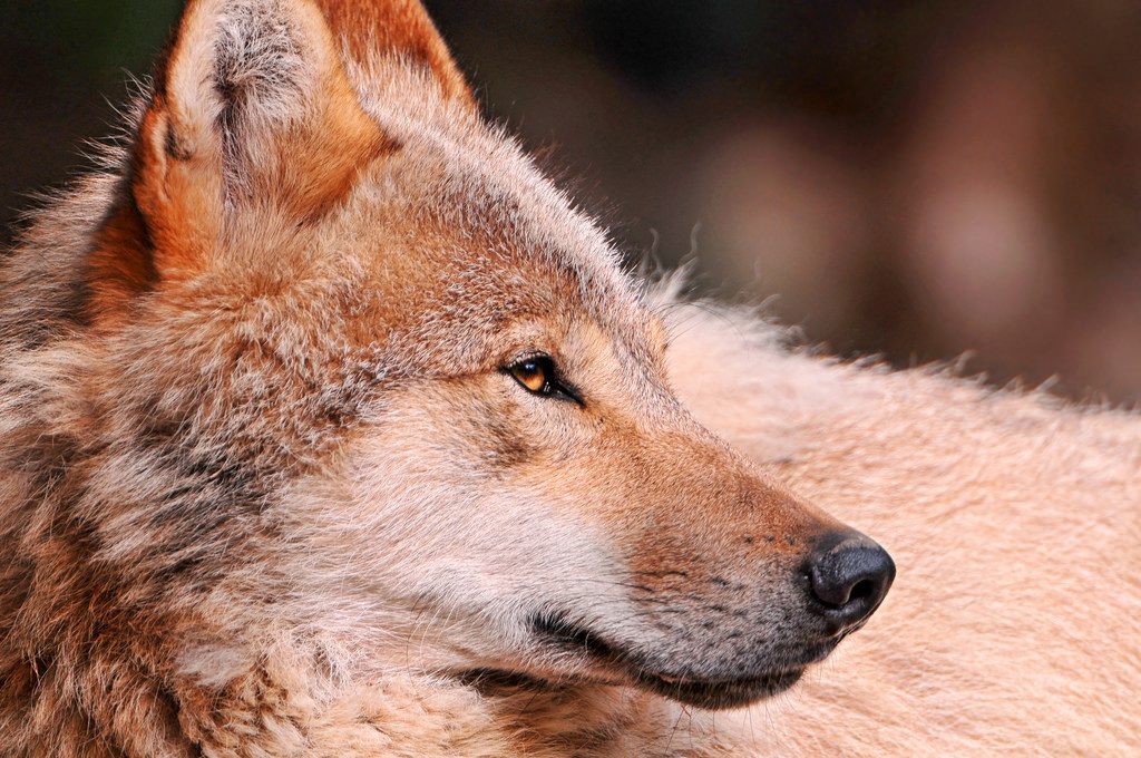 Общество: Фермеры Бранденбурга требуют разрешения на отстрел волков