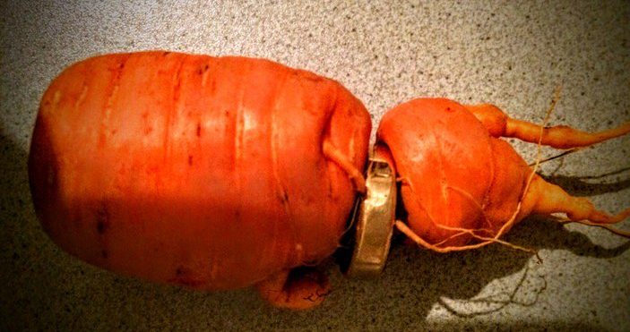 Общество: Морковь вернула немецкому пенсионеру утерянное сокровище