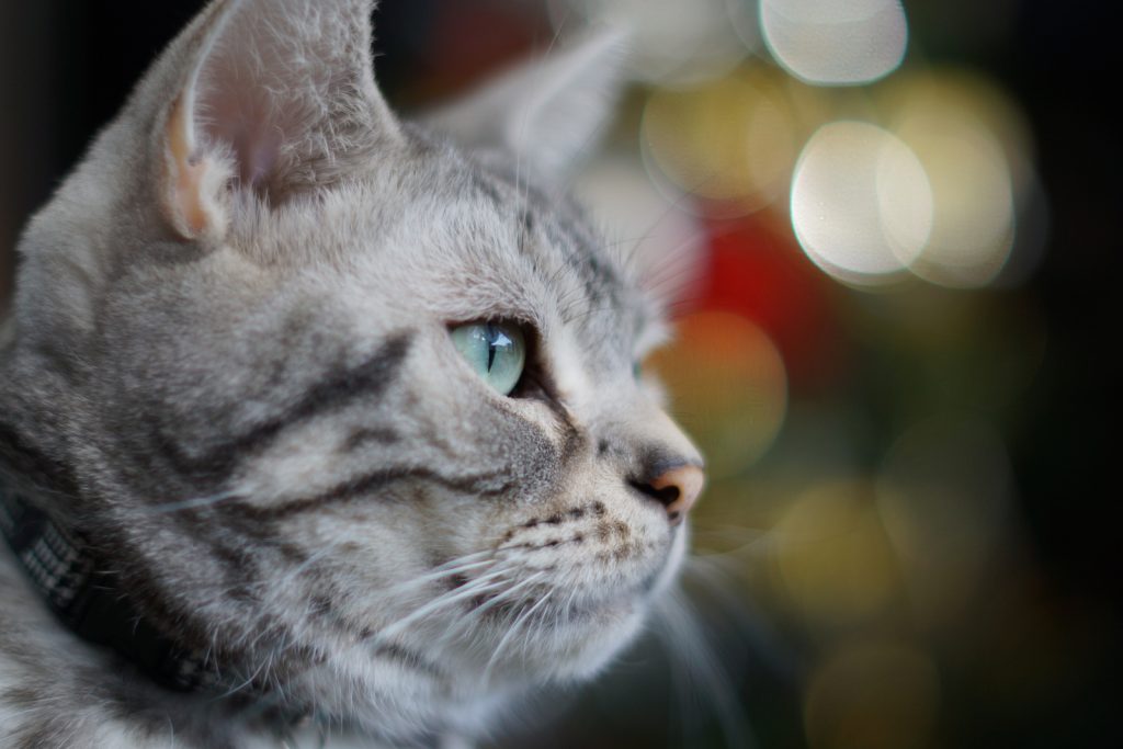 Колонки: Рождество и для кошки праздник