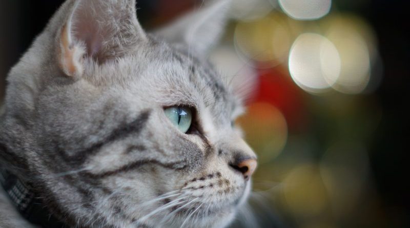 Колонки: Рождество и для кошки праздник