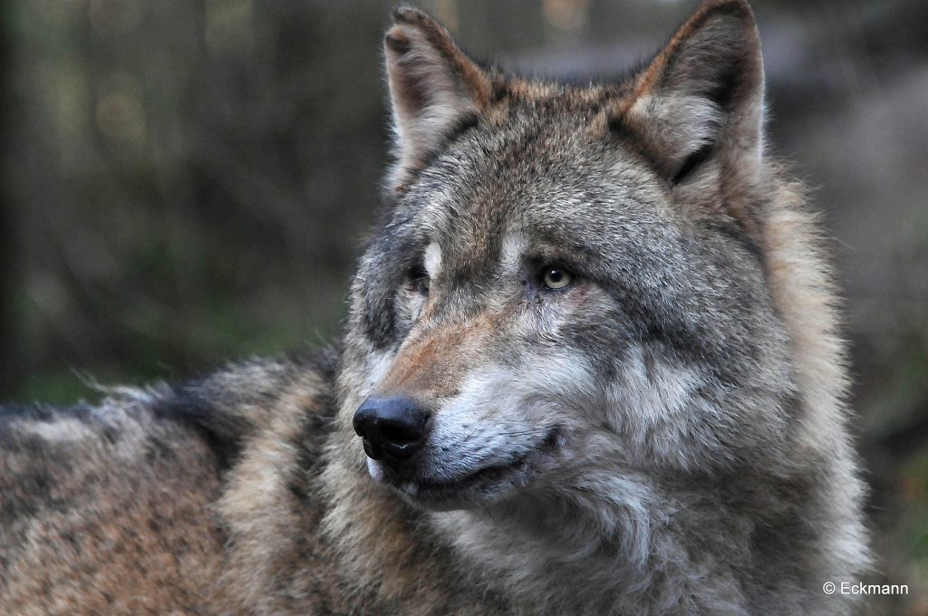 Новости: Недалеко от Берлина волк забрел на площадку детского сада