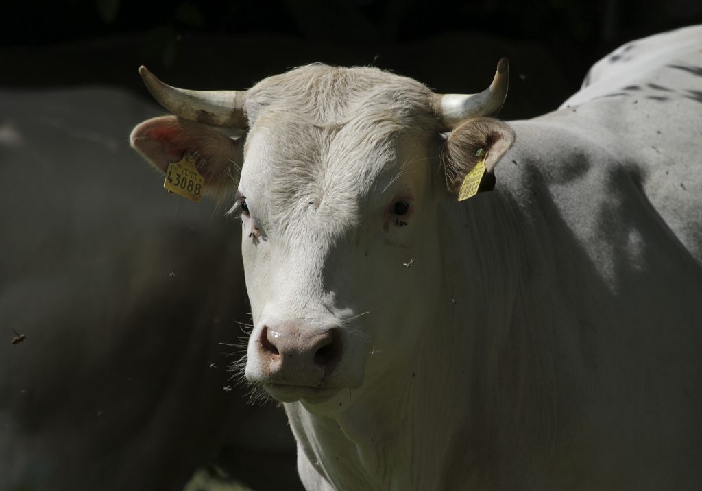 Общество: Немцы ищут альтернативу коровьему молоку