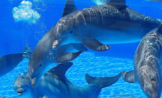 Отовсюду обо всем: Селфи с умирающим дельфином