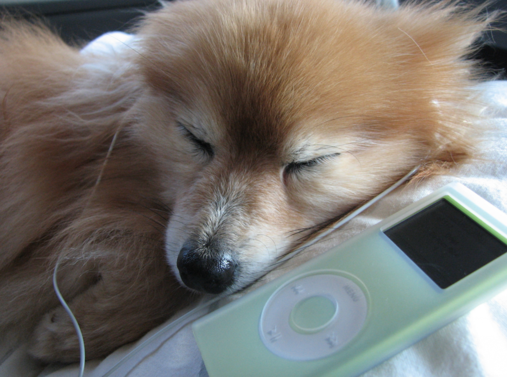 Отовсюду обо всем: Какую музыку предпочитают собаки?