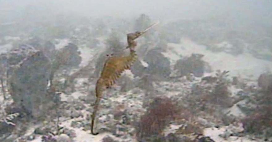 Отовсюду обо всем: Ученым впервые удалось снять на видео рубинового морского дракона