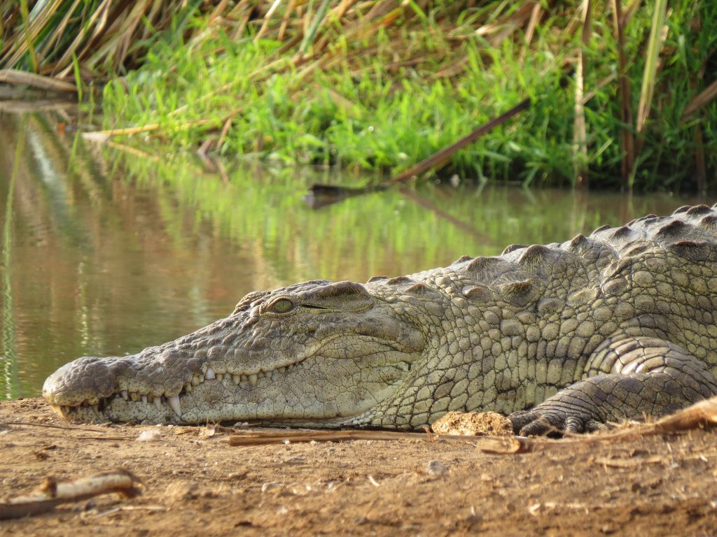 Отовсюду обо всем: В желудке крокодила обнаружили останки восьмилетнего мальчика