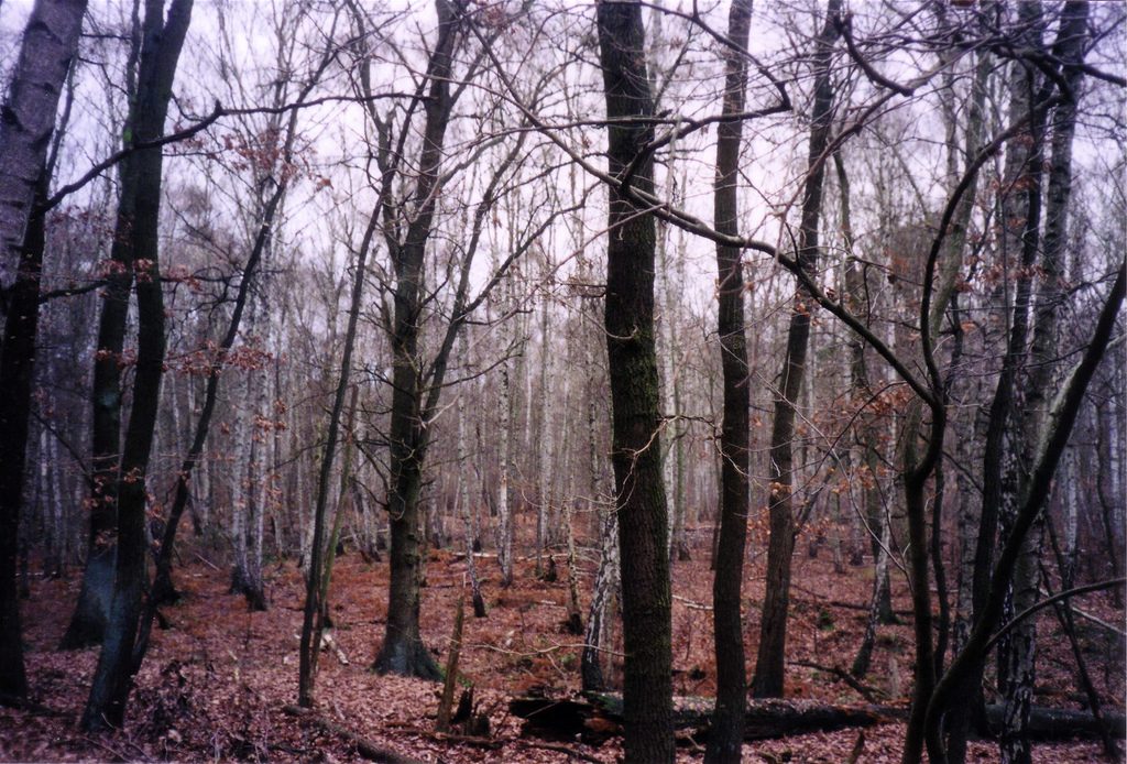 Общество: В лесу Тюрингии обнаружили огромные ямы неизвестного происхождения