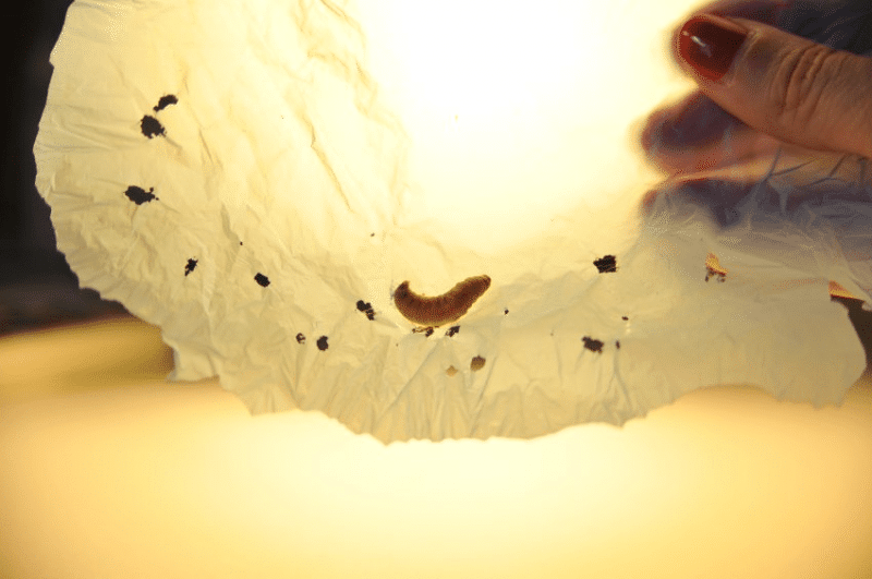 Отовсюду обо всем: Ученые обнаружили гусеницу, которая поедает пластик