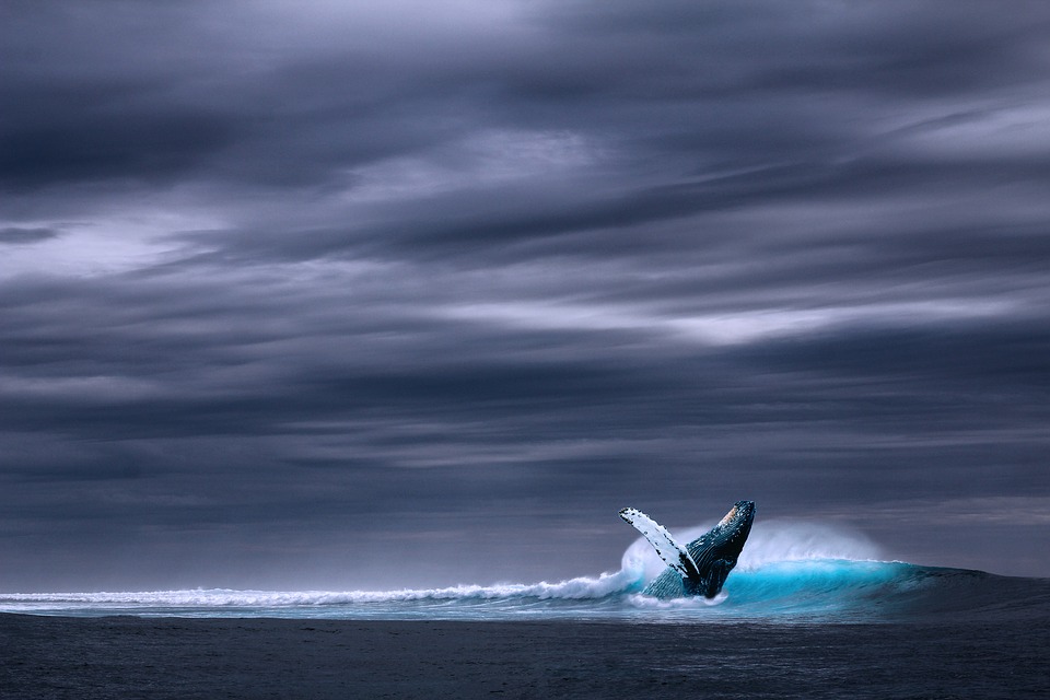 Общество: «Синий кит» или игра со смертью