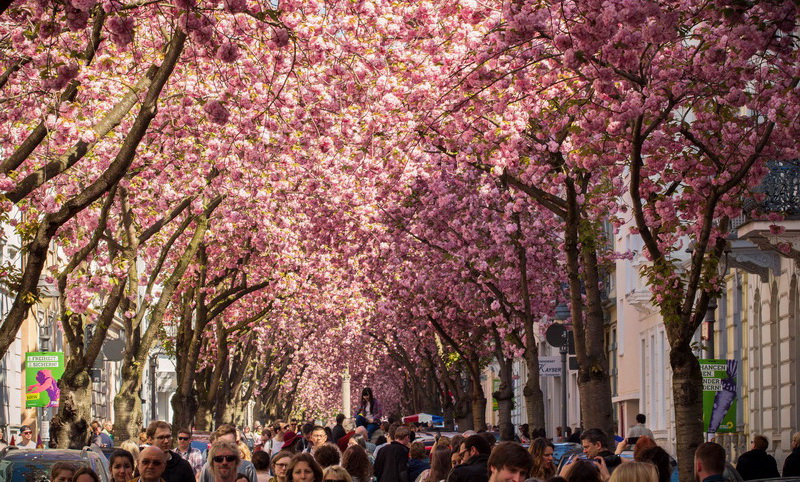 Досуг: Одна из самых красивых улиц мира находится в Бонне