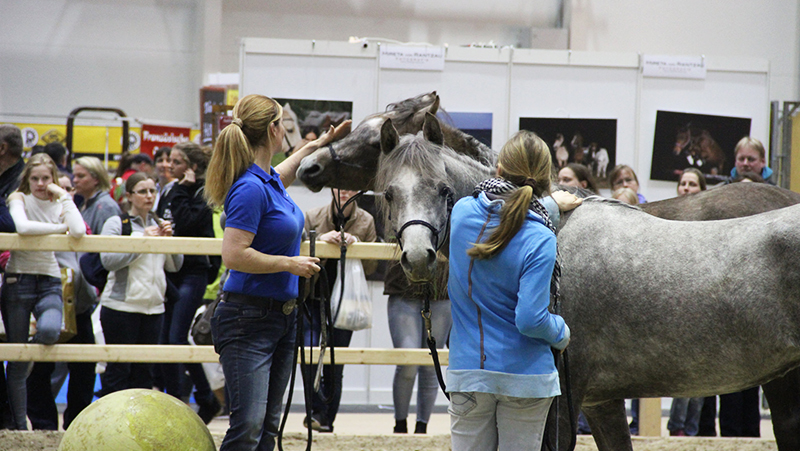 Досуг: Нижняя Саксония особенно любима туристами на конях