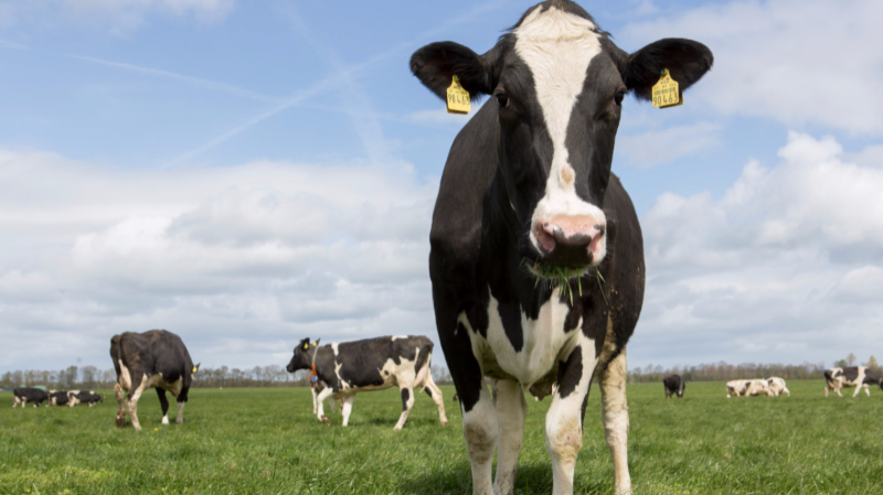Новости: Коровы, у которых есть имя, дают больше молока