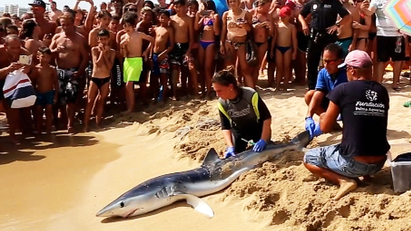 Отовсюду обо всем: Двухметровая акула вызвала панику на Мальорке
