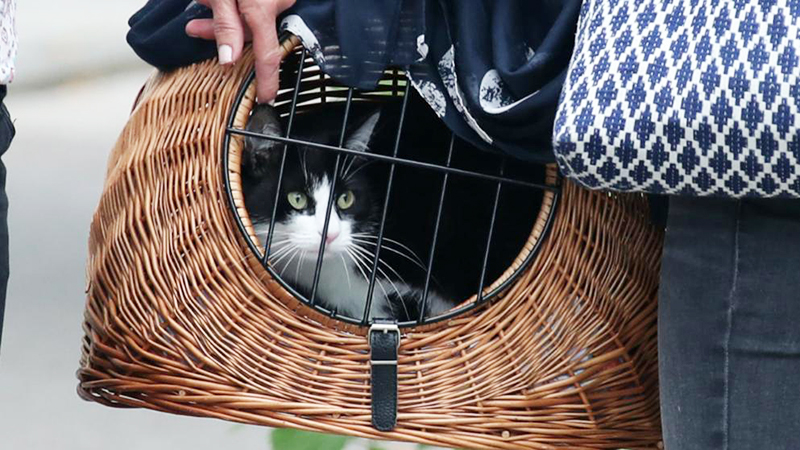 Закон и право: В Баварии перед судом предстала кошка