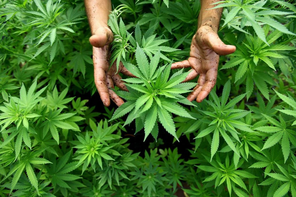 Отовсюду обо всем: В Уругвае легализировали продажу марихуаны