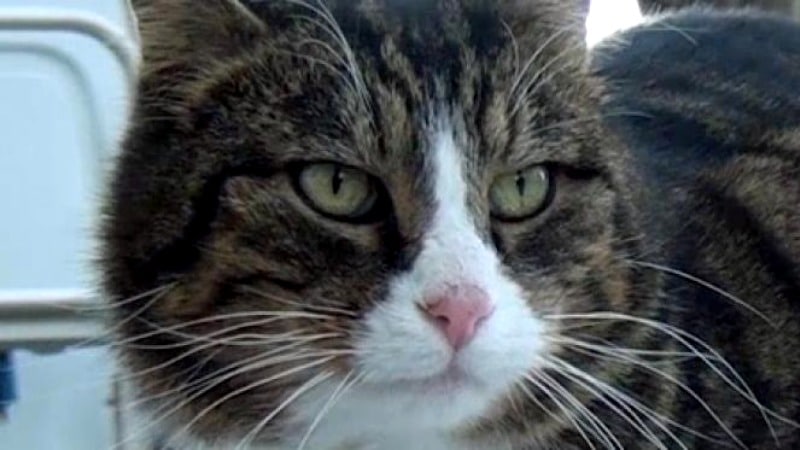 Происшествия: Злобный кот Эдди, который терроризировал Любек, стал героем