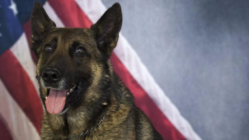 Отовсюду обо всем: В США из-за жары погибла полицейская собака