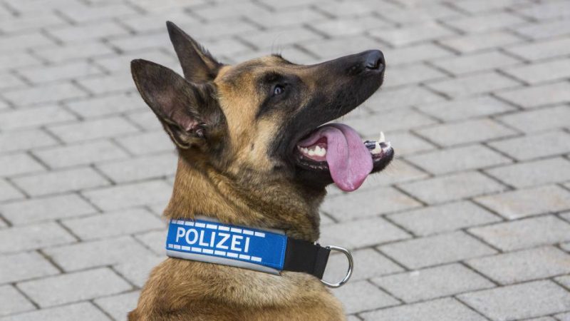 Происшествия: Полицейский пес разоружил 94-летнего пенсионера