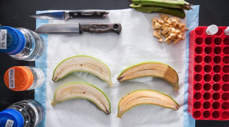 Здоровье: Ученые изобрели банан, который может спасти тысячи жизней