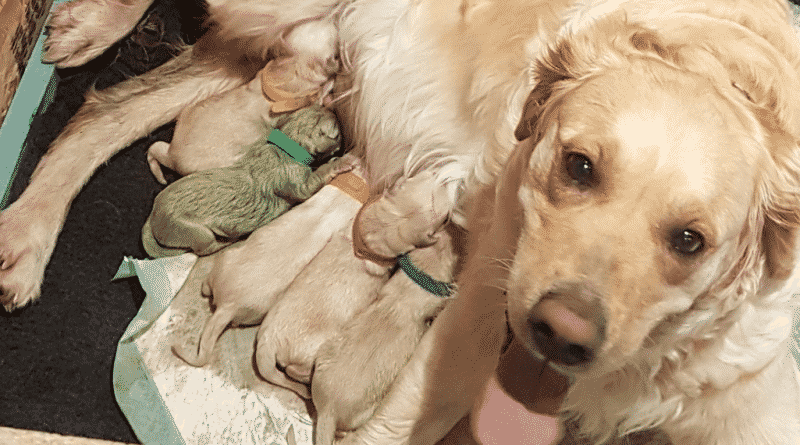 Отовсюду обо всем: Самка золотистого Ретривера родила зеленого щенка