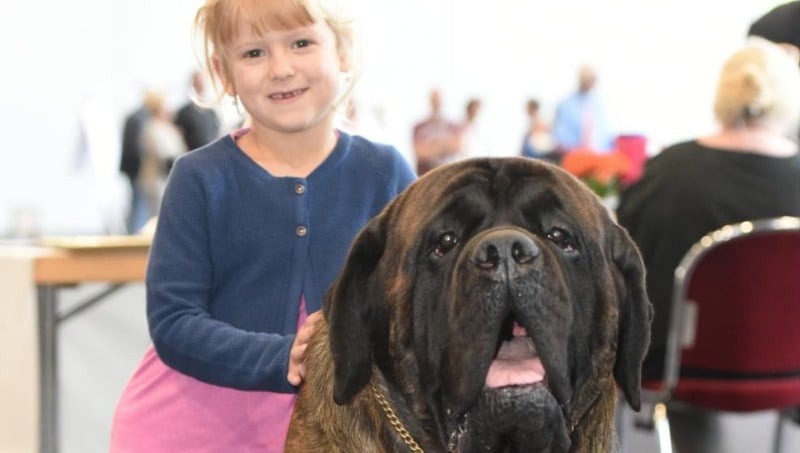 Досуг: Рекордное количество собак на выставке в Бремене