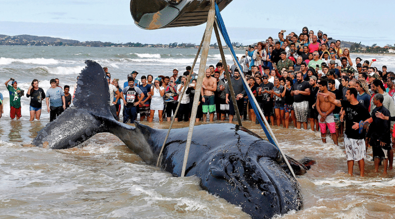 Отовсюду обо всем: Отдыхающие спасли выброшенного на берег кита