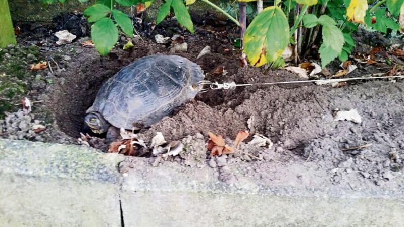Происшествия: Мужчина привязал черепаху в саду и уехал в отпуск