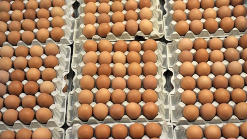 Здоровье: Более 2,9 млн куриных яиц отзывают из-за опасных химикатов