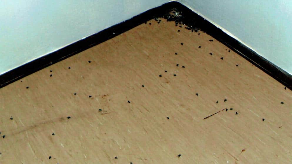 Общество: Дом ужасов: тело в соседней квартире и большое количество насекомых