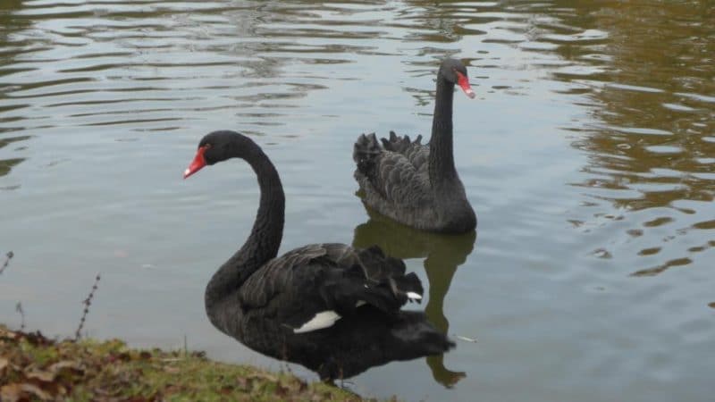 Новости: Черному лебедю в Баварии срочно нужна пара!