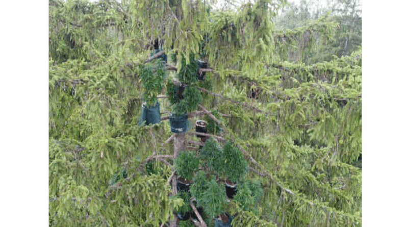 Общество: В Аугсбурге обнаружено дерево с марихуаной
