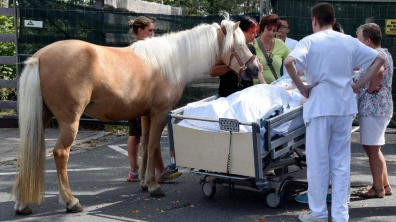 Общество: В больницу привезли лошадь, для умирающей пациентки