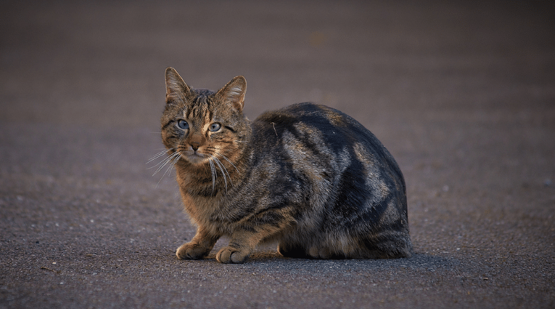 Общество: Кот спас жизнь мужчине из Мюнхена