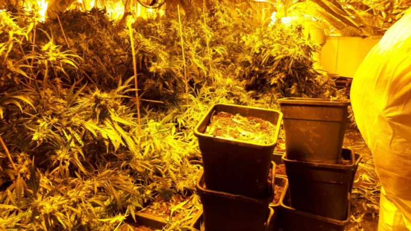 Происшествия: В доме ужасов нашли огромную плантацию марихуаны