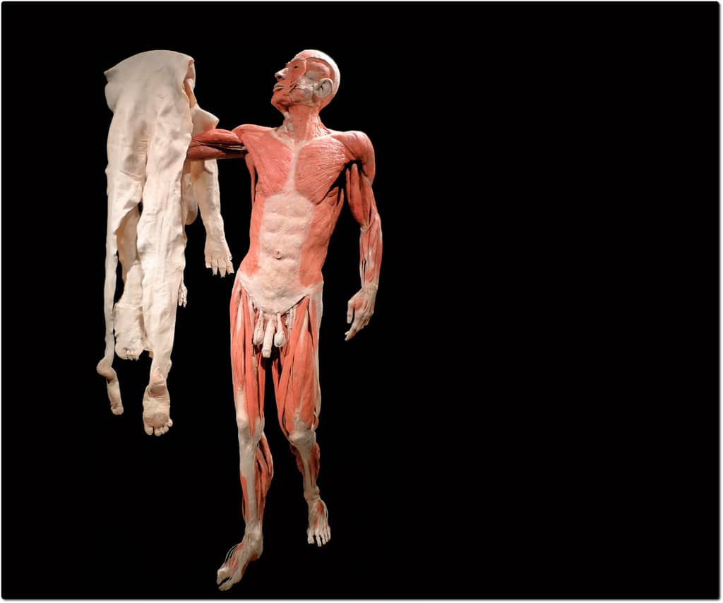 Галерея: В Гейдельберге открылась выставка человеческих тел