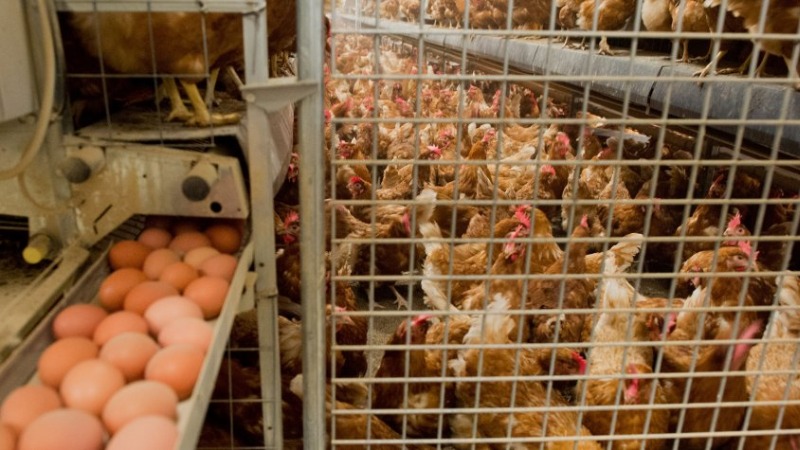 Общество: Германия утаивает данные о яйцах, отравленных фипронилом