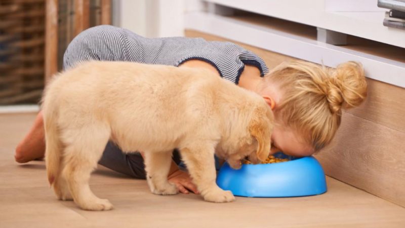 Домашние хитрости: Вреден ли человеку собачий корм?