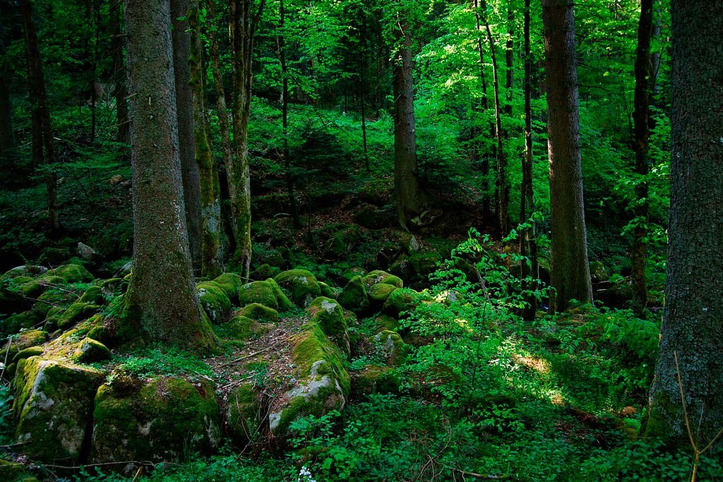 Культура: Шварцвальд – Сказка Черного леса