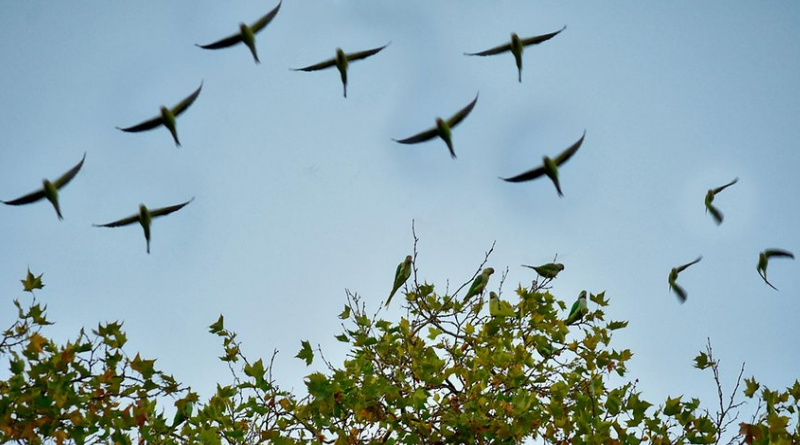 Новости: Доступная экзотика: нашествие попугаев в Кельне