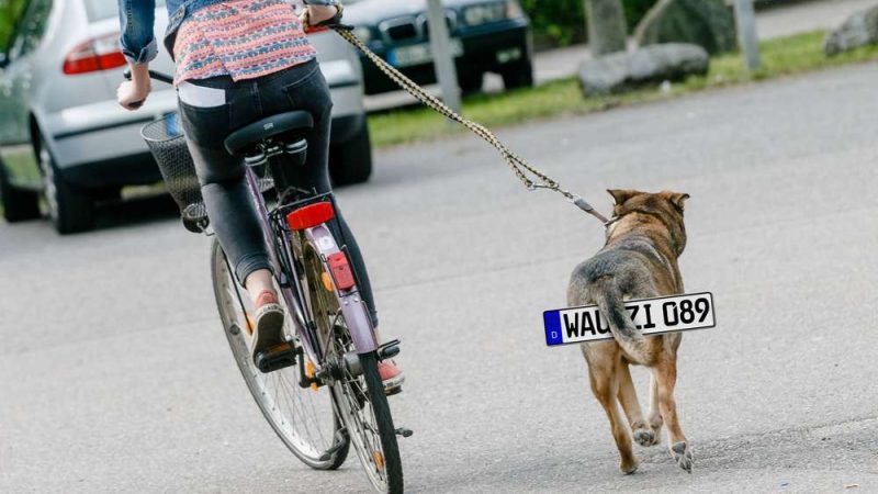 Новости: В Баварии предлагают ввести номерные знаки для собак