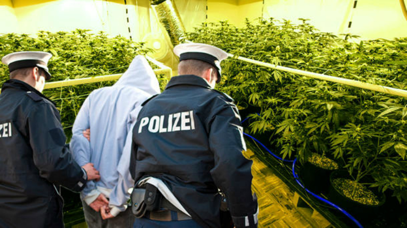 Происшествия: Полицейские нашли две плантации марихуаны и арестовали наркоплантаторов